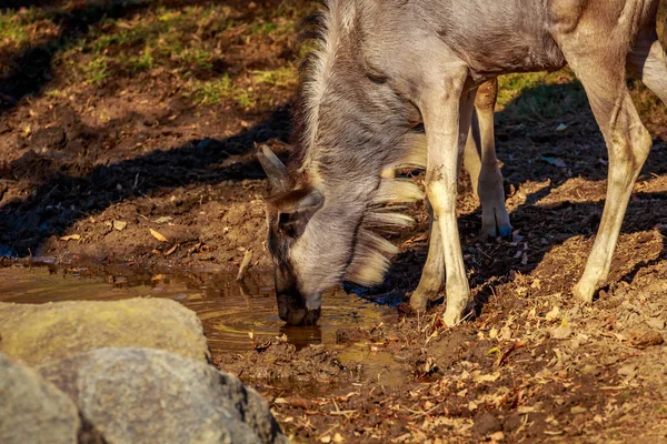 Ritratto Ravvicinato Gnu Azzurro Nel Suo Habitat — Foto Stock