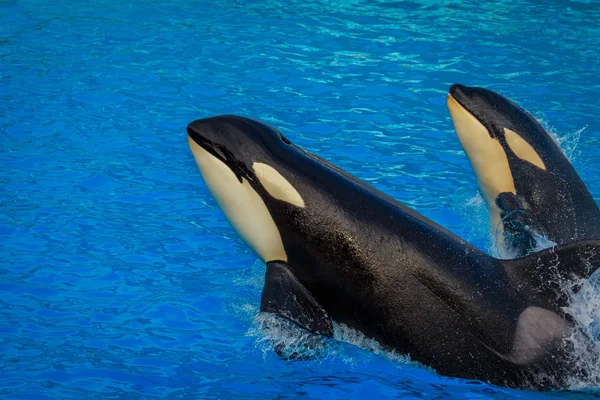 Two Killer Whales Orca Swim Water Stock Image