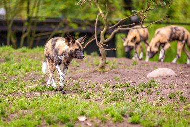 Afrika boyalı köpekleri Oregon hayvanat bahçesinde oynuyorlar.