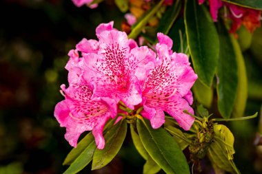 Güzel rhododendron çiçeği başı, geniş bir tarla derinliği ile yakın