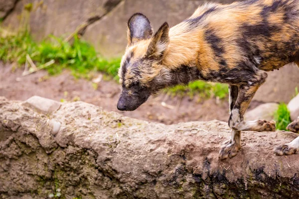 Africano Dipinto Cane Giocare Giro Oregon Zoo — Foto Stock