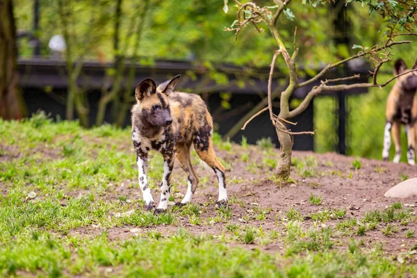 African Painted Dog Play Oregon Zoo — Stock Photo, Image