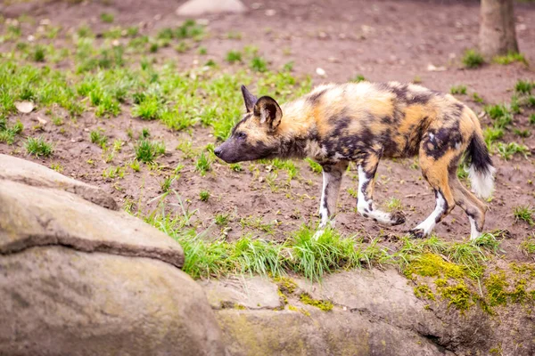 Afrikansk Målad Hund Leka Runt Oregon Zoo — Stockfoto