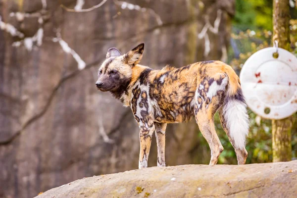 Africký Malovaný Pes Hrát Kolem Oregon Zoo — Stock fotografie
