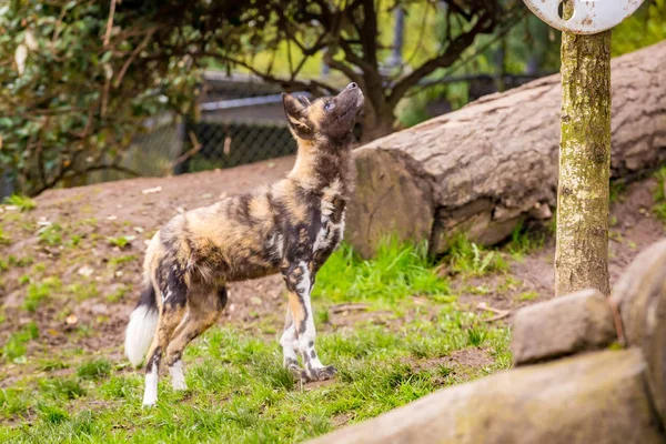 Chiens Peints Afrique Jouant Zoo Oregon — Photo