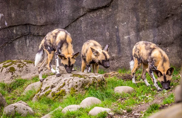 アフリカの塗装犬はオレゴン動物園で遊ぶ — ストック写真