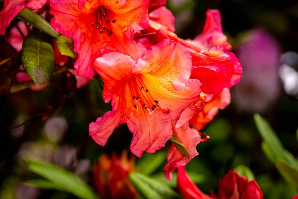 Krásná Rododendronová Květinová Hlava Zblízka Širokou Hloubkou Pole — Stock fotografie