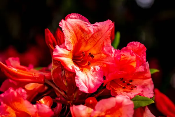 Cabeça Bonita Flor Rhododendron Fechamento Acima Com Profundidade Larga Campo — Fotografia de Stock