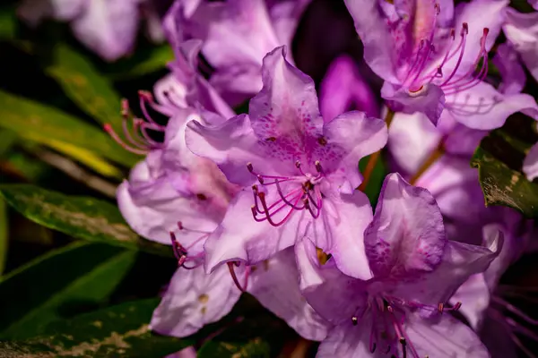 Piękna Głowa Kwiatu Rododendronu Bliska Szeroką Głębią Pola — Zdjęcie stockowe