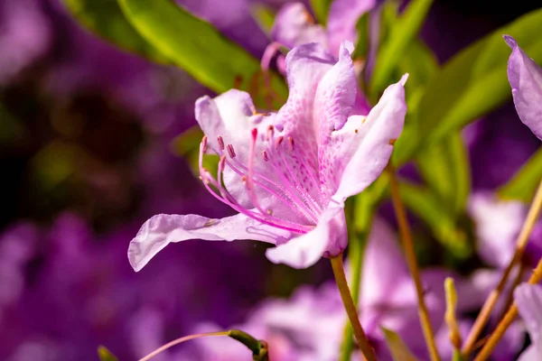 Gyönyörű Rododendron Virág Fej Közel Széles Mélysége Mező — Stock Fotó
