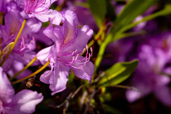 Cabeça Bonita Flor Rhododendron Fechamento Acima Com Profundidade Larga Campo — Fotografia de Stock