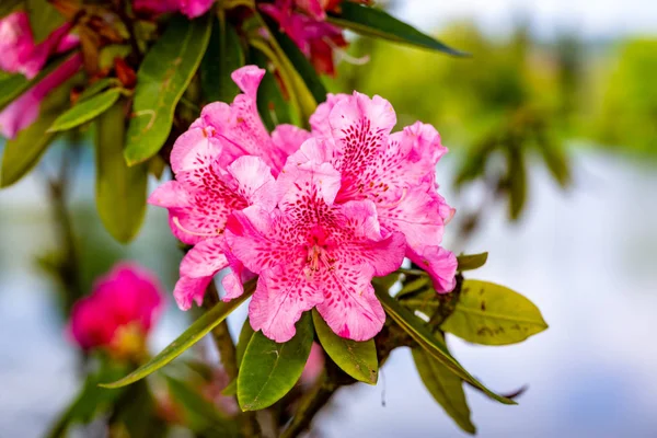 Cabeça Bonita Flor Rhododendron Fechamento Acima Com Profundidade Larga Campo — Fotografia de Stock