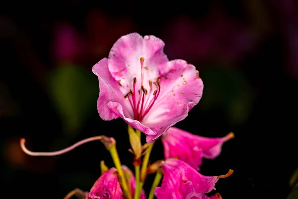 美しいシャクナゲの花の頭 フィールドの広い深さで閉じる — ストック写真