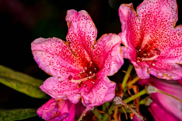 Όμορφη Κεφαλή Λουλουδιού Rhododendron Κοντά Μεγάλο Βάθος Πεδίου — Φωτογραφία Αρχείου