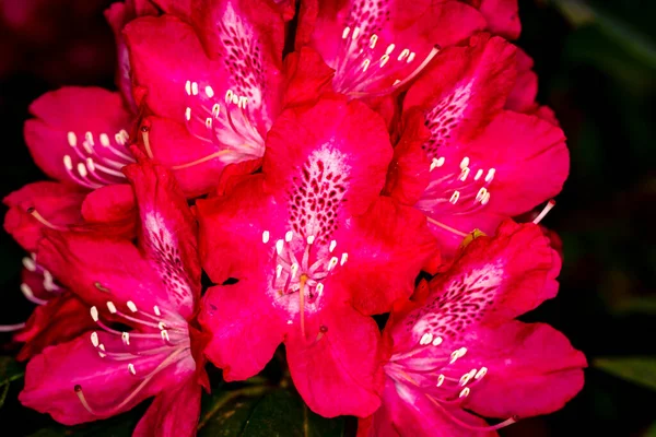 Цветочная Головка Рододендрона Закрытая Широкой Глубиной Поля — стоковое фото