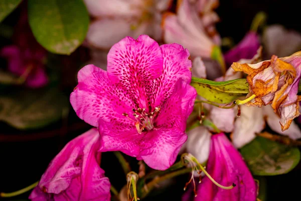 Cabeça Bonita Flor Rhododendron Fechamento Acima Com Profundidade Larga Campo — Fotografia de Stock