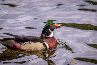 Sudaki erkek ahşap ördek, rengarenk parlak tüylü ve kırmızı gözlü.
