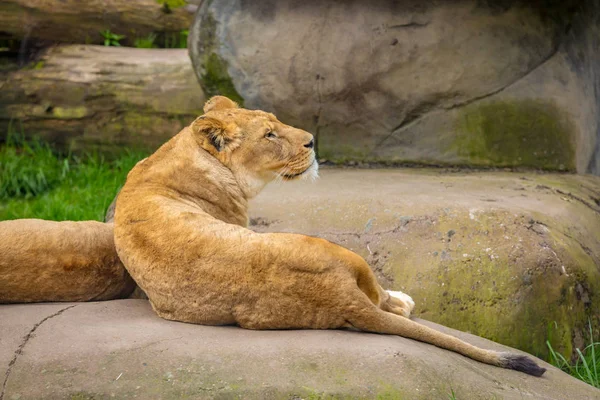 Самка Льва Лежащая Камне Отдыхает — стоковое фото