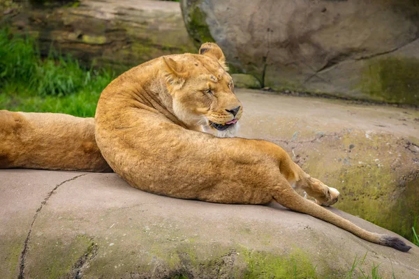 Female Lion Lying Rock Resting —  Fotos de Stock