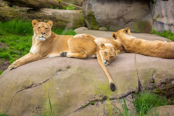 Female lion lying on rock, resting, in Oregon Zoo