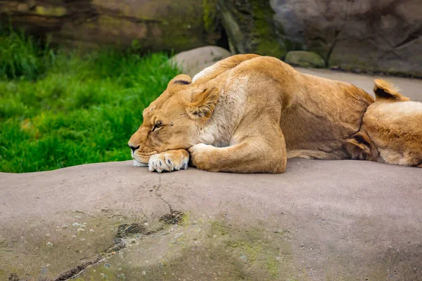 Female Lion Lying Rock Resting Oregon Zoo —  Fotos de Stock