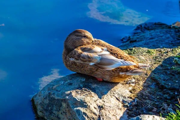 Female Mallard Duck Rest Pond - Stock-foto