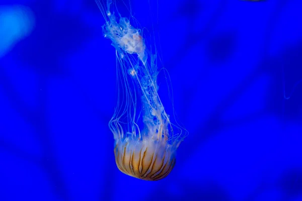 Japanese Sea Nettle Jellyfish Native Northwest Pacific Ocean — Foto de Stock