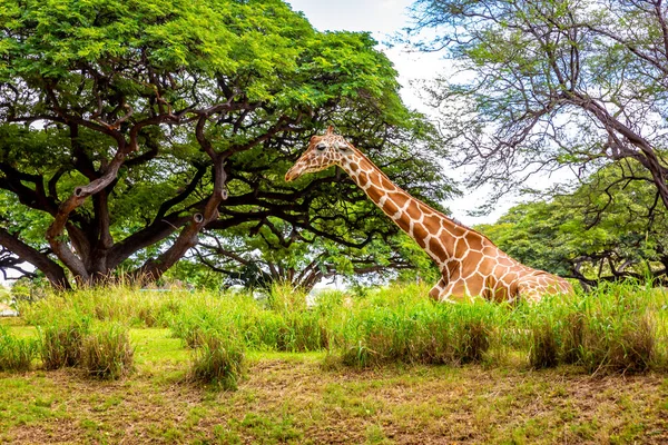 Giraffe Resting in tree shade