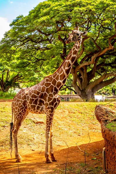 Giraffe Pie Bajo Árbol — Foto de Stock