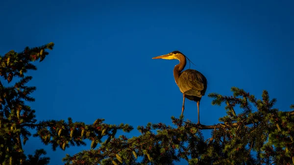 Great Blue Heron Perchando Cima Los Árboles —  Fotos de Stock