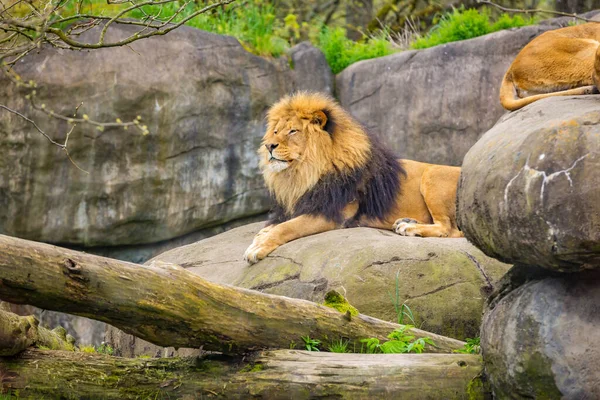 Ein Männlicher Löwe Liegt Auf Dem Felsen Und Ruht — Stockfoto