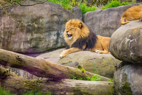 Ein Männlicher Löwe Liegt Gähnend Auf Dem Felsen Mit Zähnen — Stockfoto