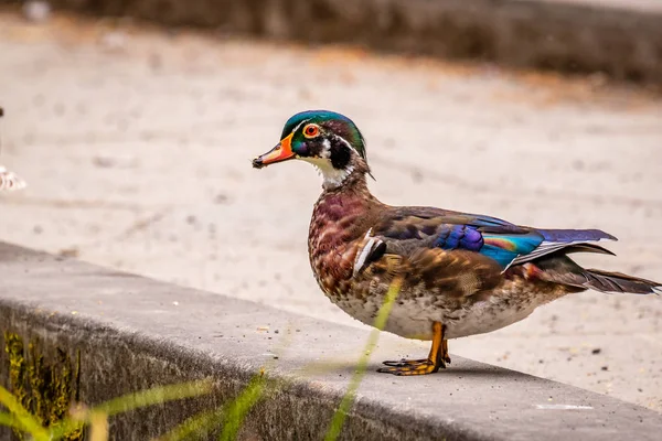 Mannetjeseend Wandelt Het Droge — Stockfoto