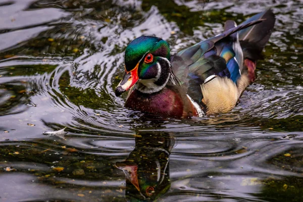 Pato Madeira Macho Água Com Plumagem Iridescente Multicolorida Distinta Olhos — Fotografia de Stock