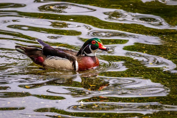 Pato Madera Macho Agua Con Plumaje Iridescendiente Multicolor Distintivo Ojos — Foto de Stock