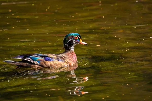 Anatra Legno Maschile Acqua Con Caratteristico Piumaggio Iridescente Multicolore Occhi — Foto Stock