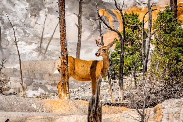 Mule Deer Mammoth Terraces Yellowstone National Park — Stock Photo, Image