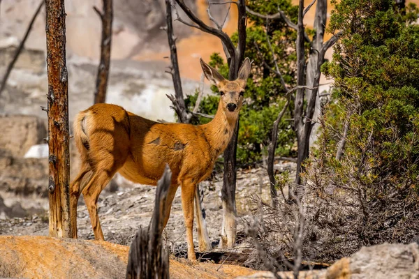 Mule deer in Mammoth Terraces, Yellowstone National Park