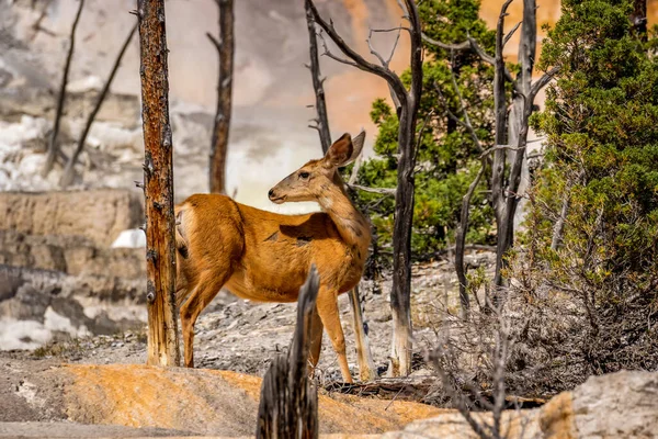 Cervo Mulo Mammoth Terrazze Parco Nazionale Yellowstone — Foto Stock