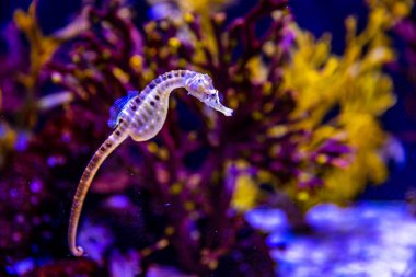 Akvaryum tankında, arka planda mor mercan resifi olan Potbelly Seahorse.