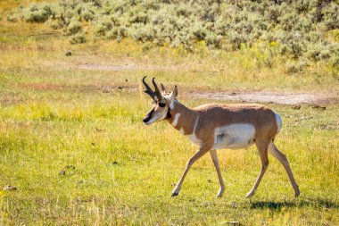 Pronghorn Antilocapra americana, Yellowstone Ulusal Parkı, Wyoming, ABD