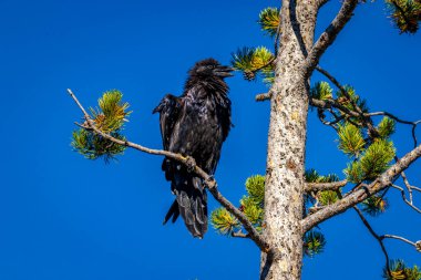 Yellowstone Ulusal Parkı 'ndaki ağaç dalına tünemiş siyah kuzgun..