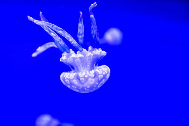 Spotted Jelly, or lagoono jelly, swim and float in blue water background, in aquarium