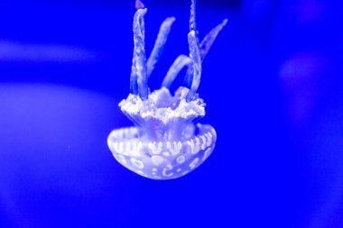Spotted Jelly, or lagoono jelly, swim and float in blue water background, in aquarium