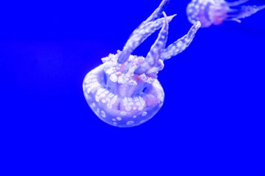 Spotted Jelly, or lagoono jelly, swim and float in blue water background, in aquarium