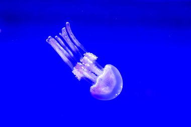 Spotted Jelly, or lagoono jelly, swim and float in blue water background, in aquarium