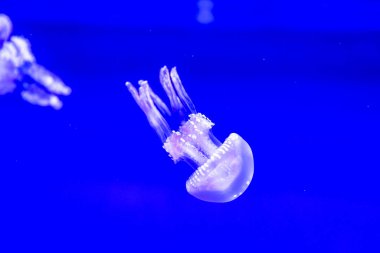 Spotted Jelly, or lagoono jelly, swim and float in blue water background, in aquarium