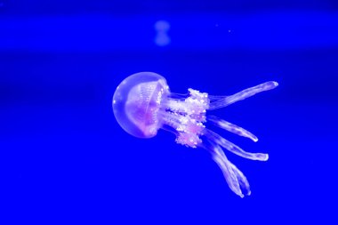 Spotted Jelly, or lagoono jelly, swim and float in blue water background, in aquarium