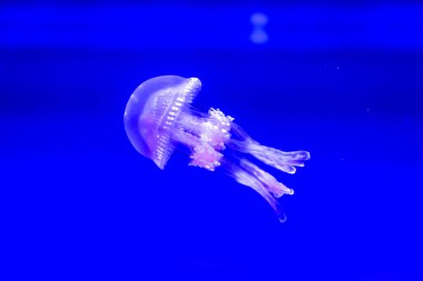 Spotted Jelly, or lagoono jelly, swim and float in blue water background, in aquarium