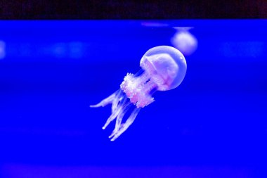 Spotted Jelly, or lagoono jelly, swim and float in blue water background, in aquarium